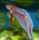 Pikkuurio 54 L