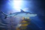Sealife