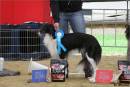 European SWH Club Show 2011