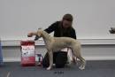 Whippet Tapahtuma 2011